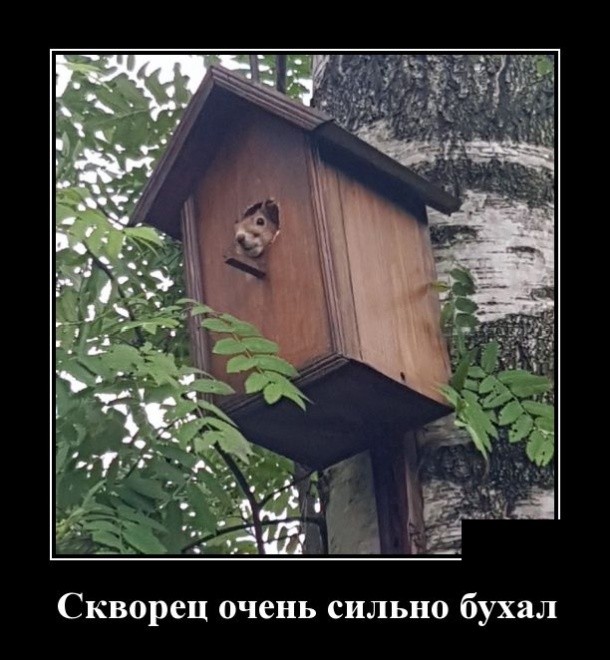 скворец пивец.jpg