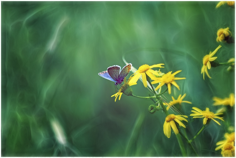 голубянка-на-жёлтых-цветочках-03-1400 1000.jpg